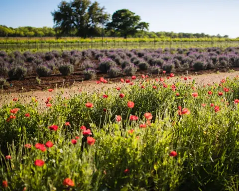 Becker Vineyards — venue photo 3